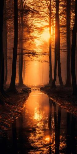 einen Sonnenuntergang in einem Wald mit Spiegelung in einer Pfütze in der Unterkunft Cumbafrohairs Center in Hurghada