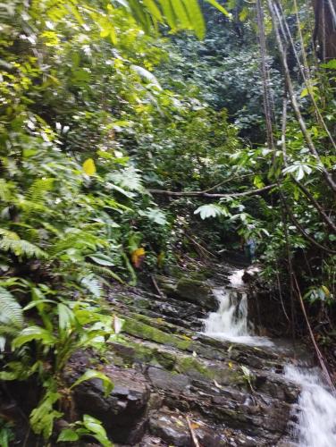 a small waterfall in the middle of a forest at Finca Makambu in Platanillo