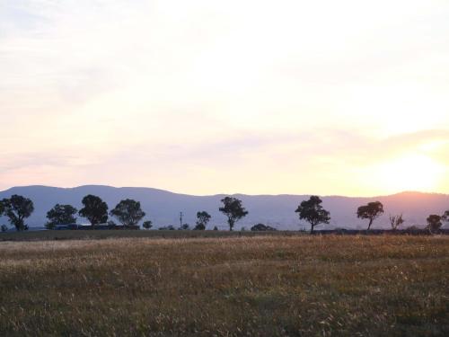 a field with trees and mountains in the distance at Shawwood Estate in Mudgee