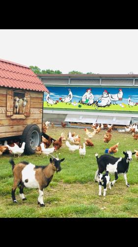 a herd of cows and ducks in a field at Weidelandfarm am Riebener See in Beelitz