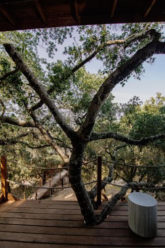 a tree sitting on top of a wooden deck at Boskenvid Hotel - Romantic Treehouses & Skypool in Valle de Guadalupe