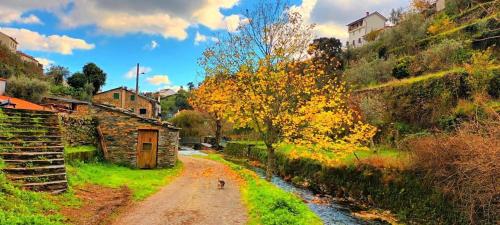 a dog walking down a dirt road next to a river at Alojamento Local - Casa Zé Santos - Aldeias do Xisto - Sobral de São Miguel - Covilhã in Sobral de São Miguel