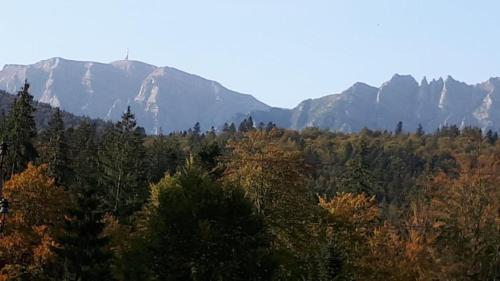 a view of a forest with mountains in the background at Montebello in Predeal