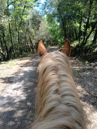 a close up of the back of a horse on a dirt road at Ostello Ossigeno in Campodimele