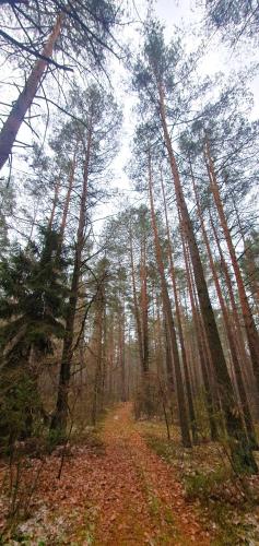 a dirt road in the middle of a forest with trees at KURNIK - Domek pod lasem in Sztabin