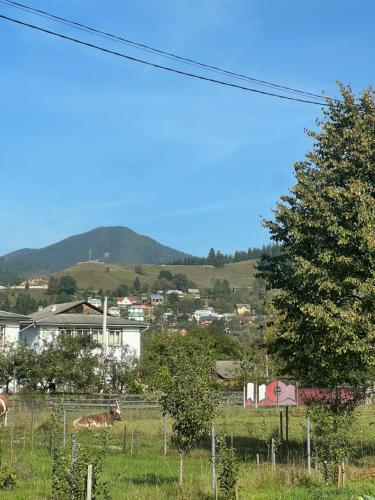 a view of a town with cows in a field at Шале WeLKoMe in Verkhovyna