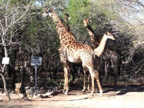 Animales en el lodge o alrededores