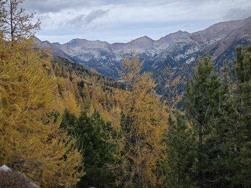 a forest of trees with mountains in the background at Feriendorf Gebirgshof Salomon in Krakaudorf
