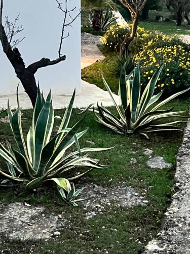 Gallery image of Syconium Trullo and Lamia Gea Charme and History in Ostuni