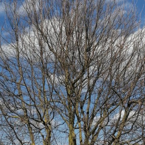 a tree with no leaves in front of a cloudy sky at B&B Marana 14 Casa di Campagna in Bologna