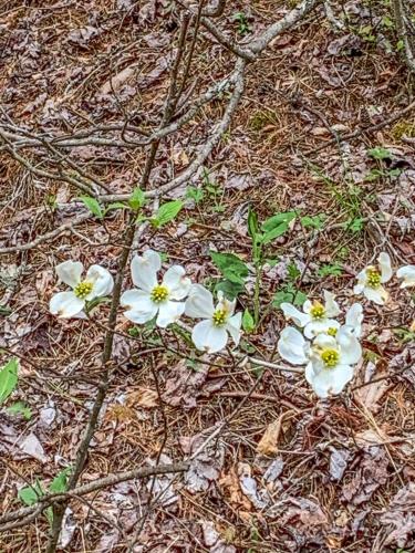 a group of white flowers on the ground at Unforgettable in Grassy Creek