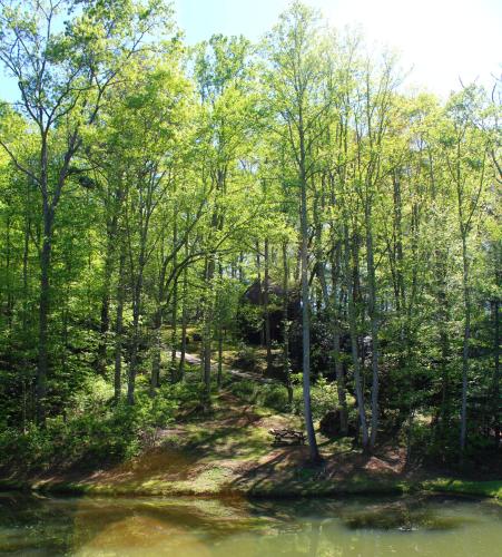 a view of the woods from the river at Unforgettable in Grassy Creek