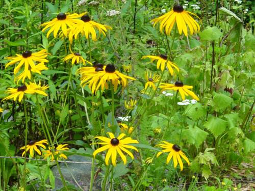 a group of yellow flowers in a garden at Roaring Creek in Todd