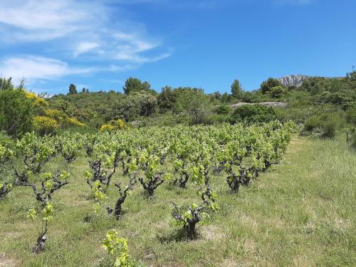 a row of vines in a field of grass at Gite rue Tranquille in Padern