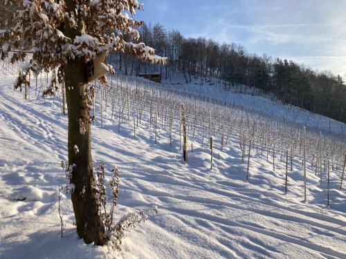 a tree in the snow next to a vineyard at Domki Na Winnicy 