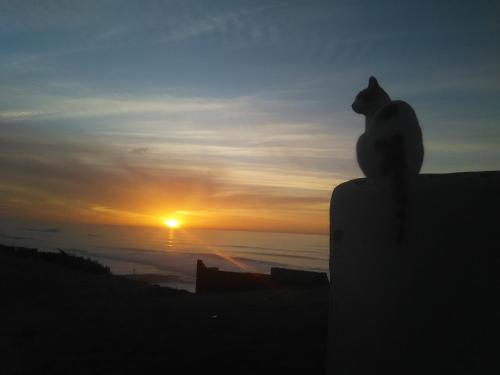 a cat sitting on a wall watching the sunset at Grotte de pêcheurs RITAJ, Aglou in Tiznit
