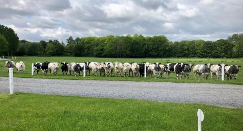 a herd of cows standing on the side of a road at Ferme Delgueule in Tournai