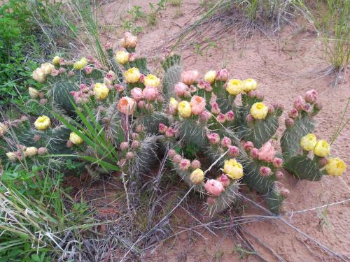 a bunch of prickly plants in the dirt at Bryce Canyon Villas in Cannonville