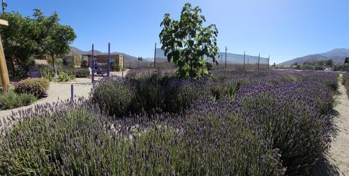 Φωτογραφία από το άλμπουμ του Lavanda del Valle σε Vicuna