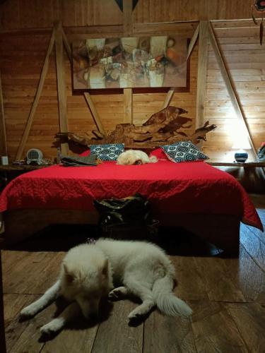 a dog laying on the floor next to a bed at Monte Mágico in Támesis