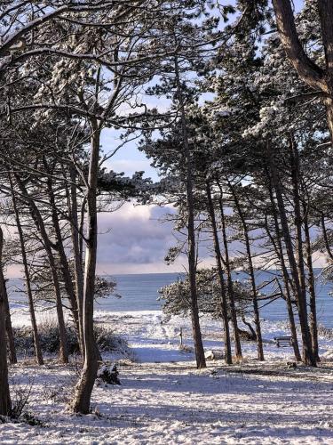 a group of trees in the snow next to the ocean at Gilbjerg Strandhotel in Gilleleje