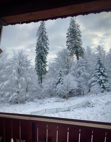 uma vista para uma floresta coberta de neve a partir de uma janela em Apartament Marcus 1 Poiana Brasov em Poiana Brasov