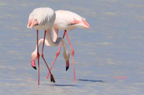 two pink flamingos are standing in the water at Sardinia ovest in Oristano