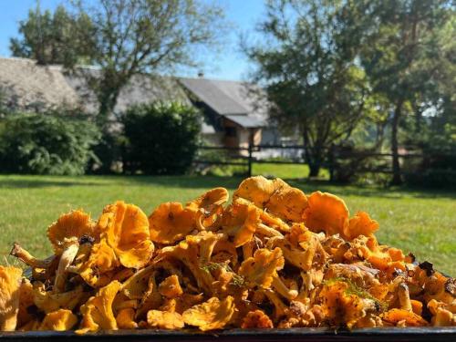 Photo de la galerie de l'établissement Ferme pleine nature en Corrèze, à Saint-Yrieix-le-Déjalat