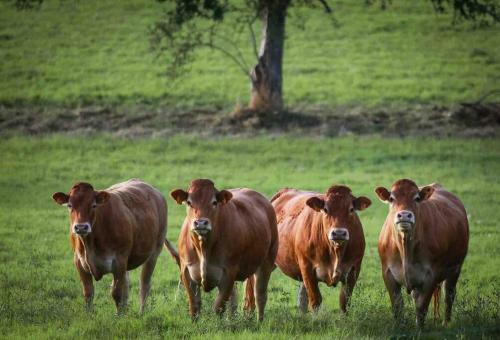 Photo de la galerie de l'établissement Ferme pleine nature en Corrèze, à Saint-Yrieix-le-Déjalat