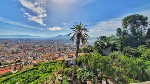 una palma seduta sulla cima di una collina di Guest House Pedamentina a Napoli