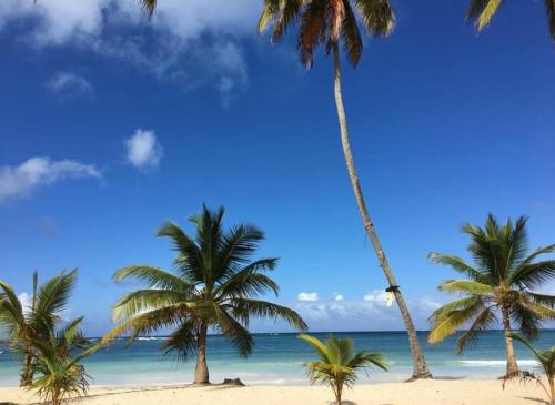 two palm trees on a beach with the ocean at Casa refugio in Las Galeras