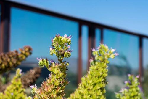 a close up of a plant with purple flowers at Park Inn by Radisson Los Olivos de Vallenar in Vallenar