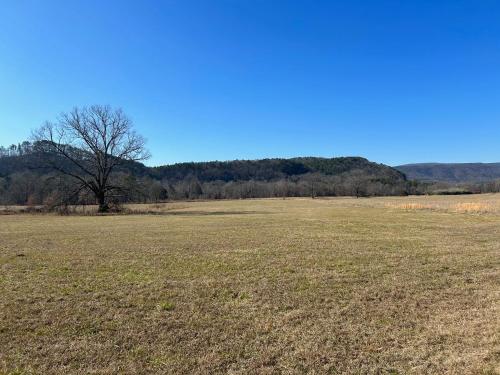 a large open field with a tree in the distance at Toms Branch Campground 