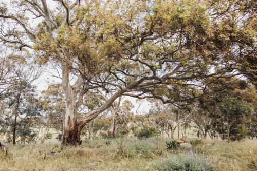 a large tree in the middle of a field at The Olive Farm in Clare