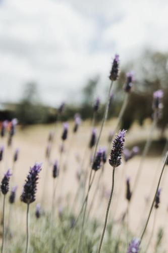 a group of purple flowers in a field at The Olive Farm in Clare