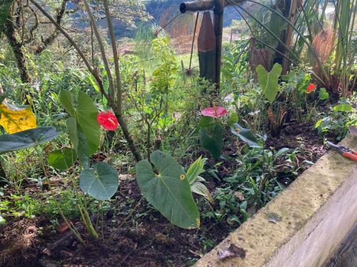 a garden with flowers and plants in a fence at Casa Descanso en el Campo con Hermosa Vista a los Farallones in Versalles