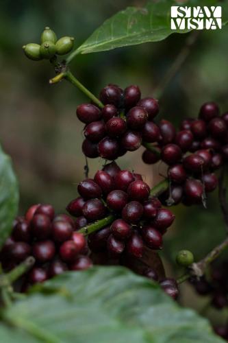 a bunch of blackberries hanging from a plant at 3BR Mercara Hill Villa with Outdoor Jacuzzi and Complimentary breakfast - Coorg in Madikeri