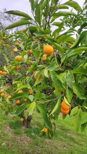 un arancio con tante arance sopra di La Collina a Agrigento