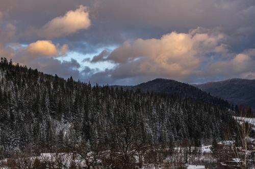 a forest filled with snow covered trees on a mountain at Eco Sadyba Chertizh in Tatariv