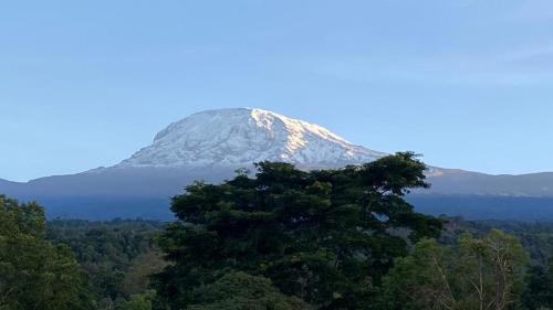 a snow covered mountain in the distance behind a tree at Shimbwe Meadows Home in Moshi