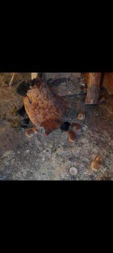 un pájaro parado en el suelo con conchas en el suelo en Orman cifligi, en Korkuteli