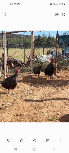 three chickens are standing in a dirt field at Orman cifligi in Korkuteli