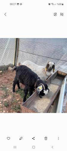 two dogs are standing on top of a fence at Orman cifligi in Korkuteli