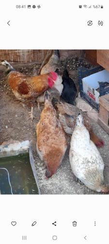 two pictures of chickens sitting on the ground at Orman cifligi in Korkuteli