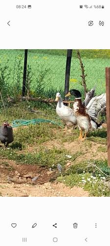 un grupo de patos parados en la hierba en Orman cifligi, en Korkuteli