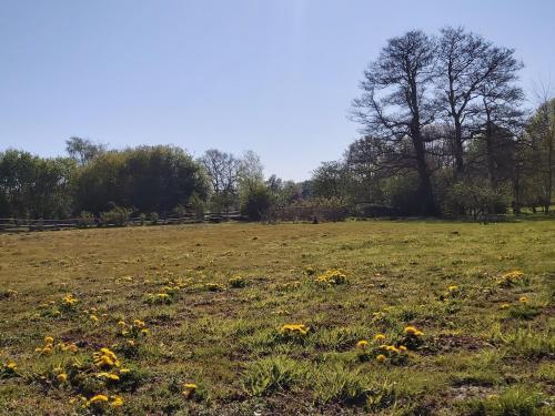 a field with yellow flowers in the grass at CountryHouse in Wardenburg
