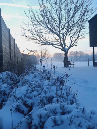 a snow covered field with a tree and a bench at Côté Jardin in Buvrinnes