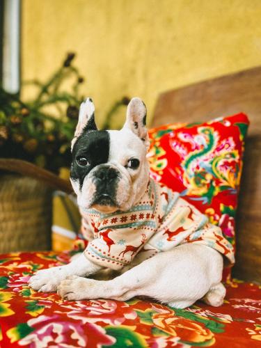 a small dog wearing a shirt sitting on a bed at Maison de Hill Home in Dồng Văn