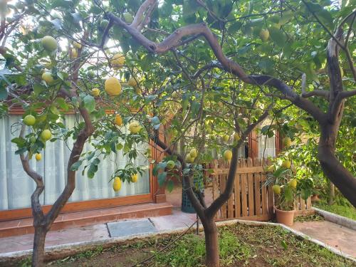 un albero di limoni di fronte a una recinzione di La Casetta del Melograno a Mondello