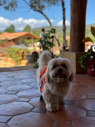 a small white dog standing on a patio at Hotel Palais Barichara in Barichara